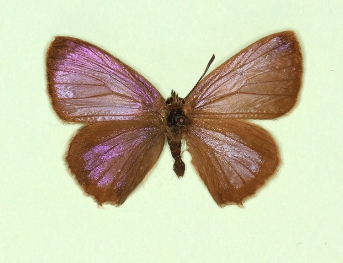 dex-pallescens Purple Hairstreak (Neozephyrus quercus)
