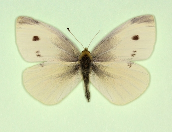 divisa Small White (Pieris rapae)