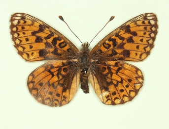 hoffmanni Small Pearl-bordered Fritillary (Boloria selene)