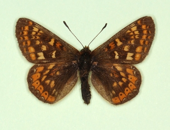 nigrolimbata Marsh Fritillary (Euphydryas aurinia)