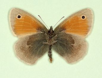 murina Small Heath (Coenonympha pamphilus)