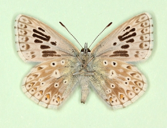 antidigittata Chalkhill Blue (Polyommatus (Lysandra) coridon)