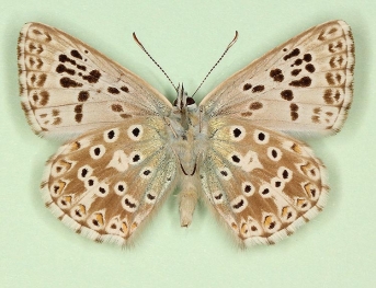 antidiscoelongata Chalkhill Blue (Polyommatus (Lysandra) coridon)
