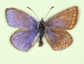 Bilateral gynandromorph Common Blue (Polyommatus (Lysandra) icarus)