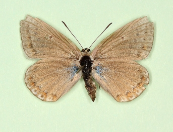 albinismo-rufescens Adonis Blue (Polyommatus (Lysandra) bellargus)