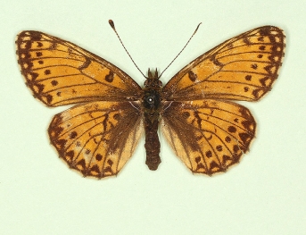 obsoleta Small Pearl-bordered Fritillary (Boloria selene)