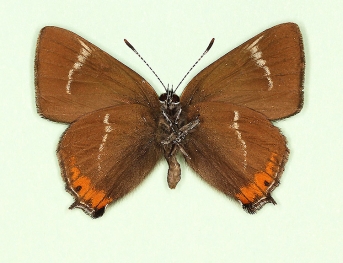 butlerovi White-letter Hairstreak (Satyrium w-album)