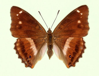 penumbrata Purple Emperor (Apatura iris)