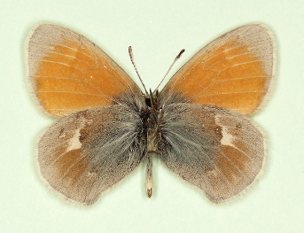 caeca Small Heath (Coenonympha pamphilus)