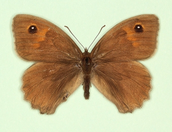 nigrianira Meadow Brown (Maniola jurtina)