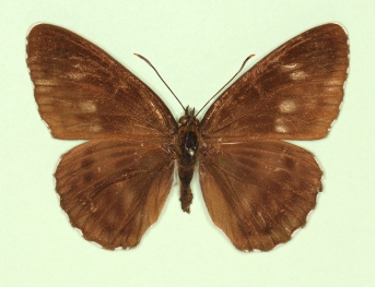 obliterata White Admiral (Limenitis camilla)