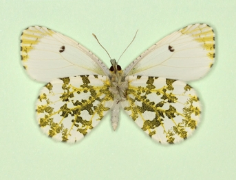 radiata Orange-tip (Anthocharis cardamines)