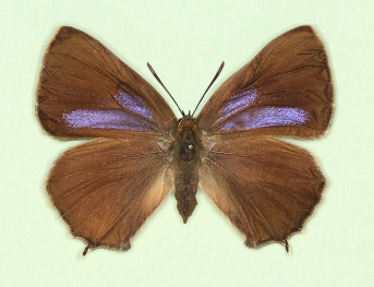 caerulescens Purple Hairstreak (Neozephyrus quercus)