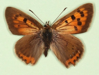 sinus-peroneural Small Copper (Lycaena phlaeas)