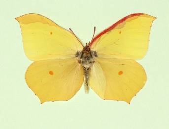 gerardi Brimstone (Gonepteryx rhamni)
