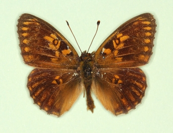 viridiatra Dark Green Fritillary (Argynnis aglaja)