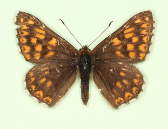 trans-obsoleta Duke of Burgundy (Hamearis lucina)