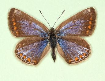 caerulea Common Blue (Polyommatus (Lysandra) icarus)