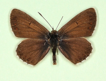 unicolor Brown Argus (Aricia agestis)