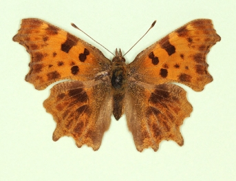 obscura Comma (Polygonia c-album)