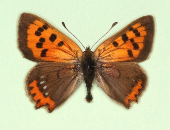 Bilateral gynandromorph Small Copper (Lycaena phlaeas)