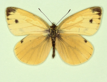 irregularis Green-veined White (Pieris napi)