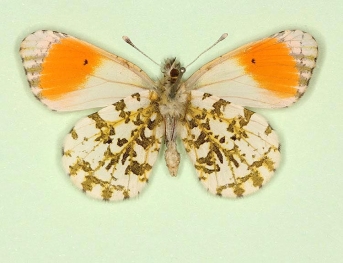 very pale nov Orange-tip (Anthocharis cardamines)