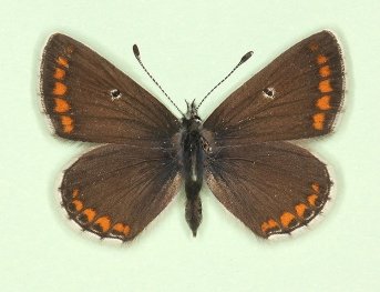 snelleni Brown Argus (Aricia agestis)