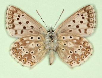 ab. nov Chalkhill Blue (Polyommatus (Lysandra) coridon)