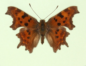 neole Comma (Polygonia c-album)