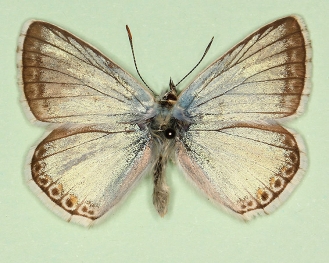 trisuavis Chalkhill Blue (Polyommatus (Lysandra) coridon)