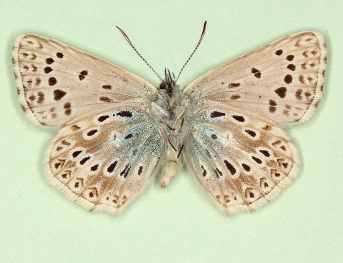 postdiscoelongata Chalkhill Blue (Polyommatus (Lysandra) coridon)