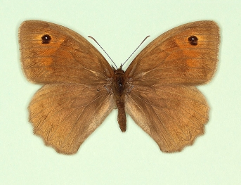huenei Meadow Brown (Maniola jurtina)