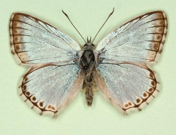 ultrapunctata Chalkhill Blue (Polyommatus (Lysandra) coridon)