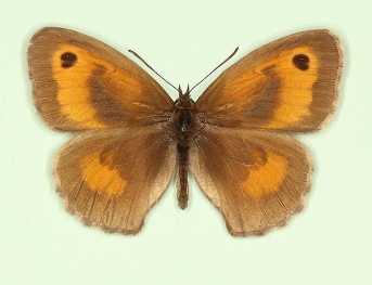 caeca Gatekeeper (Pyronia tithonus)