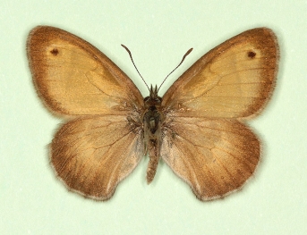 latiora Small Heath (Coenonympha pamphilus)