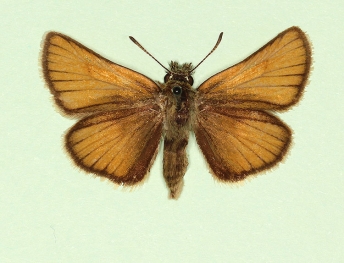 suffusa Essex Skipper (Thymelicus lineola)