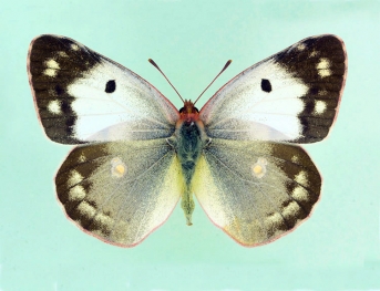 alba Clouded Yellow (Colias croceus)