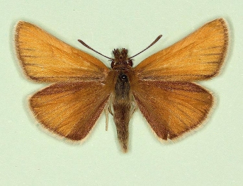 intermedia Small Skipper (Thymelicus sylvestris)
