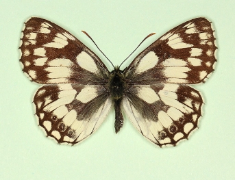 ocellata Marbled White (Melanargia galathea)