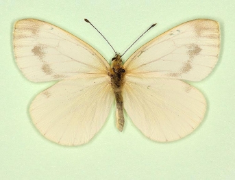 fuscosignata Green-veined White (Pieris napi)