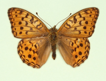 nov High Brown Fritillary (Argynnis adippe)