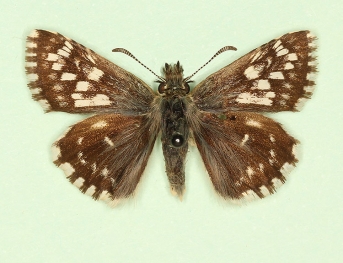 trans ab. taras Grizzled Skipper (Pyrgus malvae)