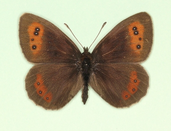 tetraocellata Scotch Argus (Erebia aethiops)