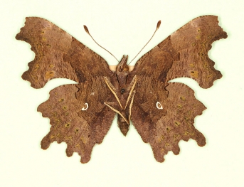 sinis o-album Comma (Polygonia c-album)