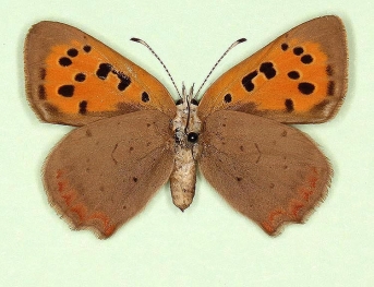 anticentrijuncta Small Copper (Lycaena phlaeas)