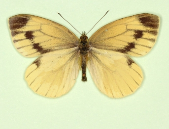 citronea + confluens Green-veined White (Pieris napi)