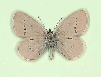 costajuncta Small Blue (Cupido minimus)