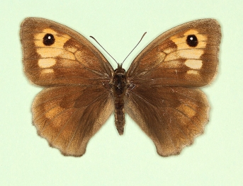 semi-intermedia Meadow Brown (Maniola jurtina)
