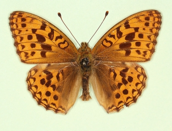 trans fasciata High Brown Fritillary (Argynnis adippe)